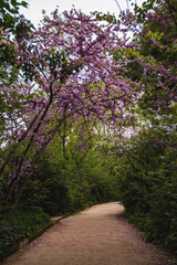 Sendero entre flores