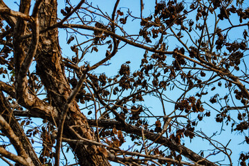 RAMAS DE ARBOL SECAS