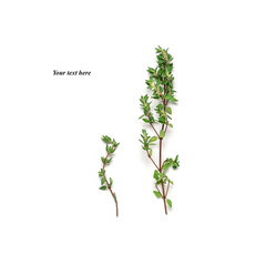 Fresh thyme isolated on white background. Creative layout. Top view, flat lay.