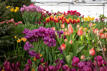 Spring exhibition of beautiful tulips of different colors. Fresh flowers in the greenhouse at the flower exhibition