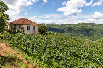 Fototapeta na wymiar Vineyards, house and forest in valley