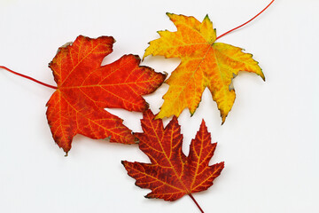 Naklejka na ściany i meble Colorful autumn maple leaves on white background 