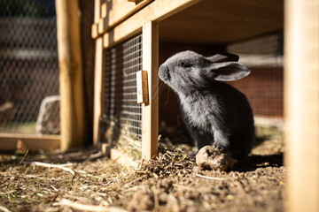 Cute baby rabbits in a farm