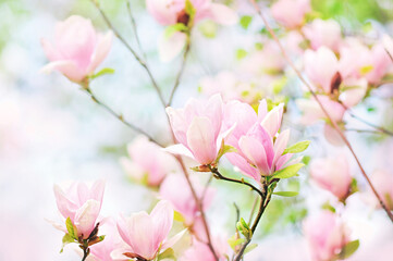 Fototapeta na wymiar Spring delicate magnolia blossom, springtime pink and white flowers bloom, pastel and soft floral card, selective focus, shallow DOF, toned 
