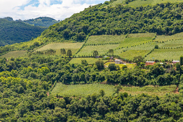 Obraz premium Vineyards and forest in valley