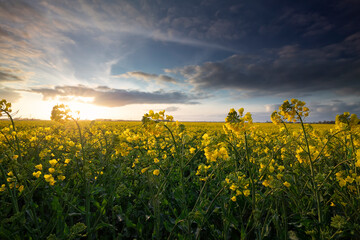 rapeseed flower field in sunny day