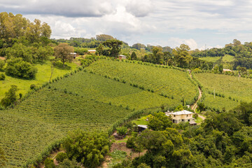Obraz premium Vineyards and forest in valley