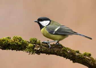 Great tit close up ( Parus major )