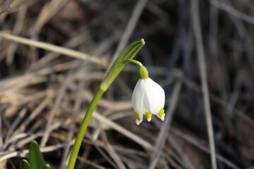 Spring snowdrops in snow in the forest. Spring flowers.  The first flowers. Galanthus nivalis.