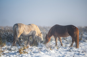 Wild horses in the Welsh hills. It is a winters day, and the ground is covered in snow, with a hazy light all around