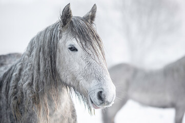 Portrait of a wild, white horse, against a winters landscape