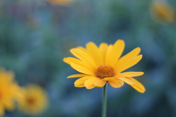 yellow daisy flower