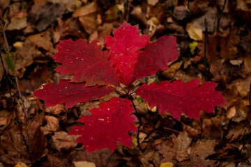 red autumn leaves