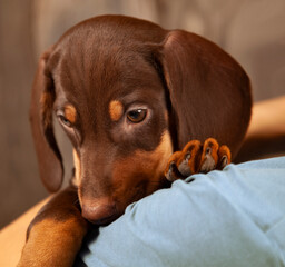 dog puppy breed dachshund on hand of a boy, teenager and his pet