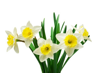 jasmine white flower isolated on white background