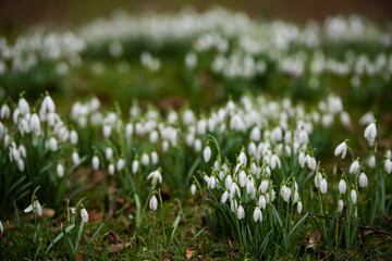 snowdrop flowers in a park in spring