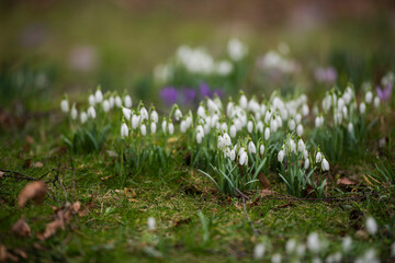 snowdrop flowers in a park in spring