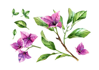 Watercolor floral set of elements. Purple bougainvillea branch in blossom, flowers, vibrant leaves. Hand painted floral tropical collection. Botanical illustrations isolated on white