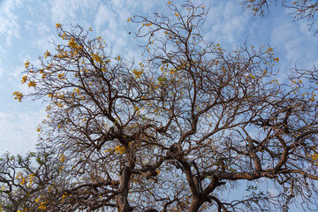 The Golden trumpet tree (Handroanthus chrysotrichus)
