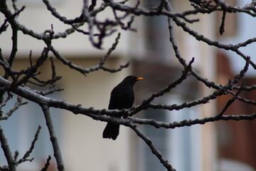 blackbird on a branch