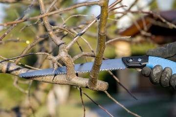 Gardening. Pruning fruit trees in the spring with a saw.