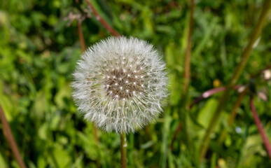 Dandelion on the background of green grass on a summer day