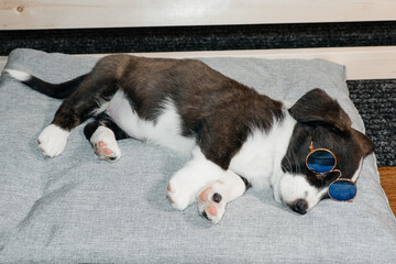 cute and funny corgi puppy with glasses, at home