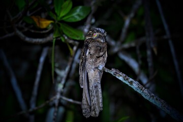 Oiseaux tropicaux du Costa Rica