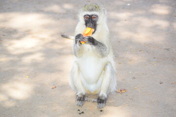 Monkey Eating Mangos