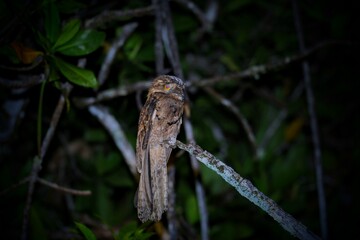 Oiseaux tropicaux du Costa Rica