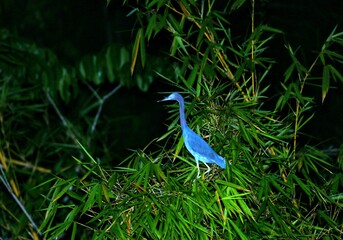 Oiseaux tropicaux du Costa Rica