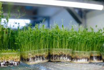 Juicy and young sprouts of micro greens in the greenhouse. Growing seeds. Healthy eating