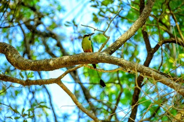 Oiseaux tropicaux du Costa Rica