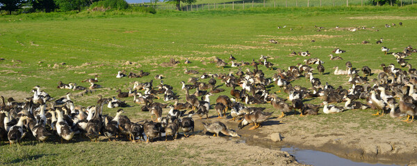 Panoramique élevage de canards à foie gras du Périgord, département de Dordogne en région Nouvelle-Aquitaine