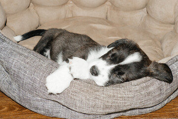 sleeping and cute corgi puppy, at home