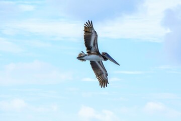 Oiseaux tropicaux du Costa Rica, Amérique Centrale