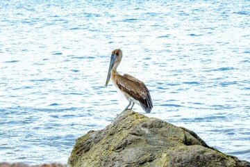 Oiseaux tropicaux du Costa Rica, Amérique Centrale