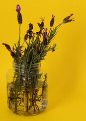 Lavanda con fondo amarillo