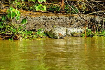 Faune tropicale du Costa Rica