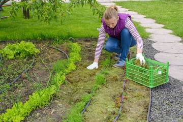 gardener mulching flower bed with pine tree bark mulch