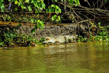 Faune tropicale du Costa Rica