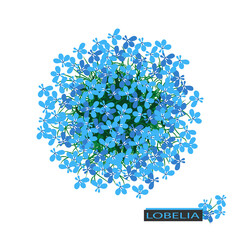 Blue lobelia flower. Round bouquet. Ball of flowers on white background. - obrazy, fototapety, plakaty