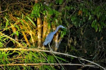 Oiseaux tropicaux du Costa Rica, Amérique Centrale