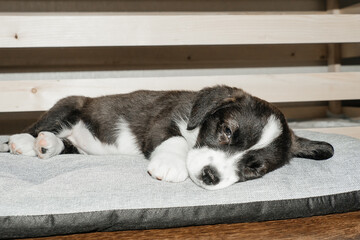 cute and funny corgi puppy, at home