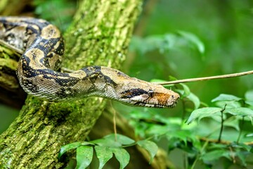 Faune tropicale du Costa Rica