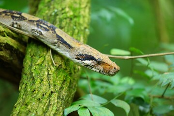 Faune tropicale du Costa Rica