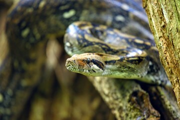 Faune tropicale du Costa Rica