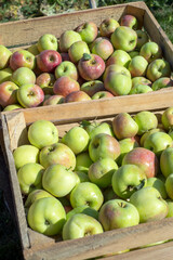 Ripe green apples in wooden box.