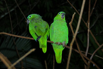Oiseaux tropicaux du Costa Rica, Amérique Centrale