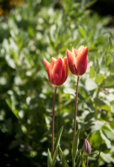 two colors tulips at garden on green blurry background
